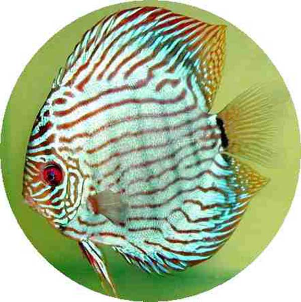 Brilliant Sapphire Tiger Discus Fish 2 inch Brilliant Sapphire Tiger Discus Fish 2 inch
